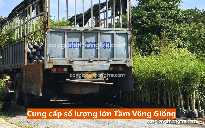 Mua giống cây Tầm Vông ở đâu uy tín