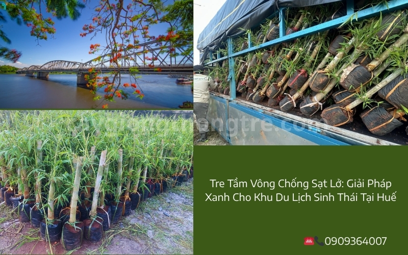 Tre Tầm Vông Chống Sạt Lở: Giải Pháp Xanh Cho Khu Du Lịch Sinh Thái Tại Huế