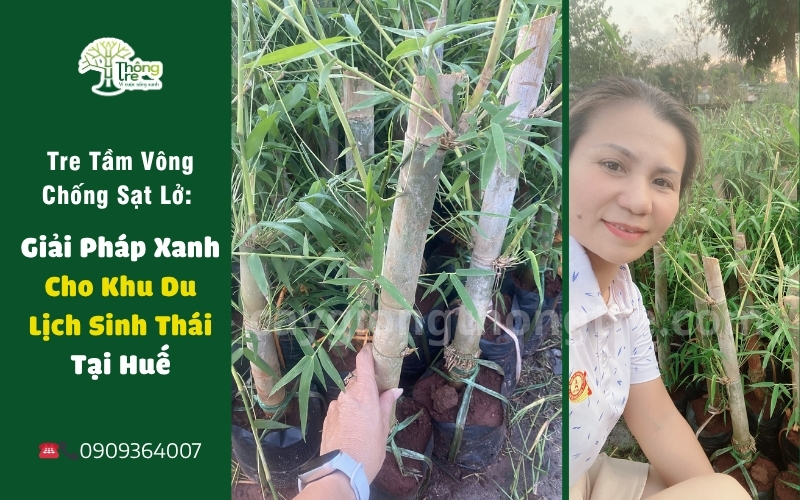 Tre Tầm Vông Chống Sạt Lở: Giải Pháp Xanh Cho Khu Du Lịch Sinh Thái Tại Huế