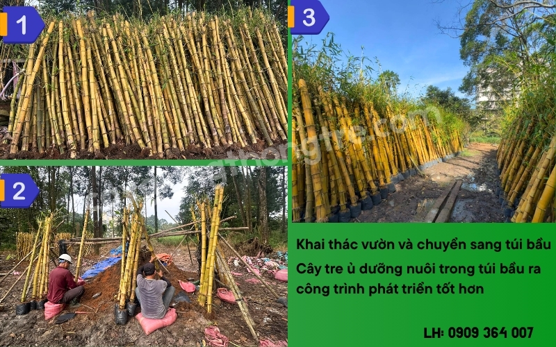 Cây Giống Thông Tre Cung Cấp Tre Vàng Trồng Tại Địa Đạo Củ Chi