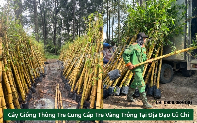 Cây Giống Thông Tre Cung Cấp Tre Vàng Trồng Tại Địa Đạo Củ Chi