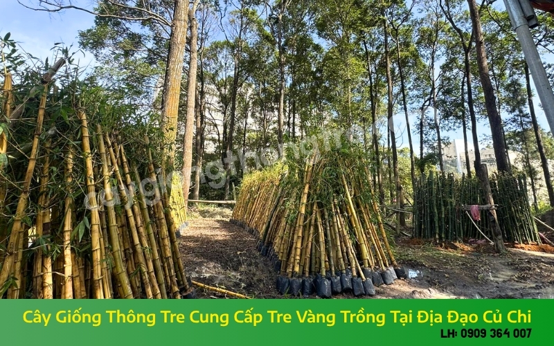 Cây Giống Thông Tre Cung Cấp Tre Vàng Trồng Tại Địa Đạo Củ Chi