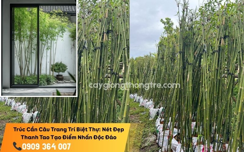 Trúc Cần Câu không chỉ là một loài cây cảnh, mà là một khoản đầu tư vào giá trị thẩm mỹ và phong thủy của biệt thự, nơi sự tinh tế tạo nên đẳng cấp.