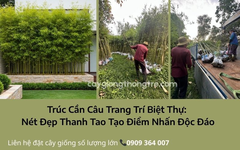 Trúc Cần Câu không chỉ là một loài cây cảnh, mà là một khoản đầu tư vào giá trị thẩm mỹ và phong thủy của biệt thự, nơi sự tinh tế tạo nên đẳng cấp.