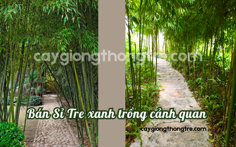 Bán tre trồng cảnh quan, công trình