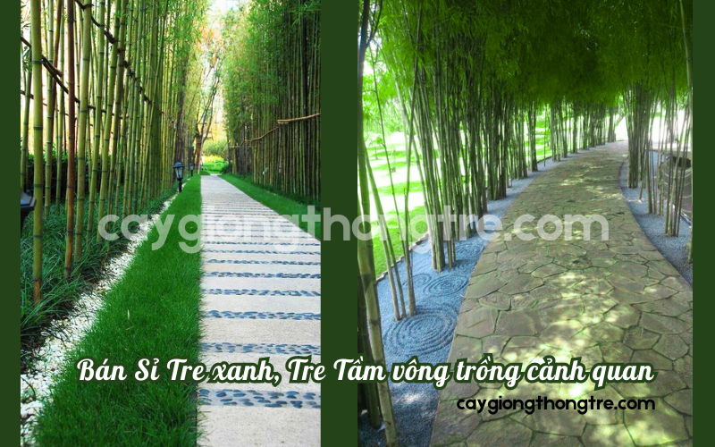 Bán tre trồng cảnh quan, công trình