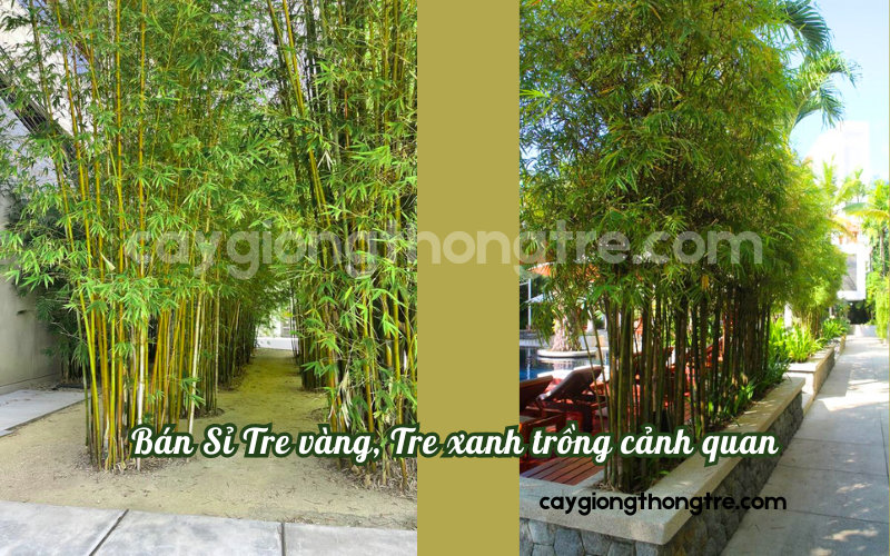 Bán tre trồng cảnh quan, công trình