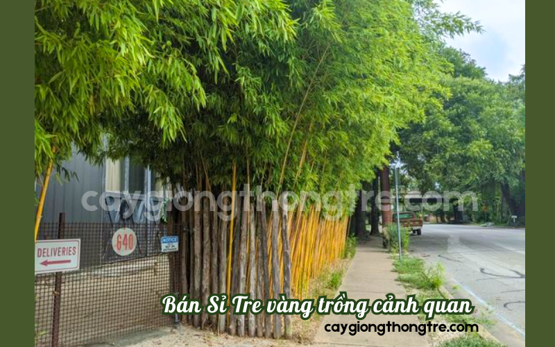 Bán tre trồng cảnh quan, công trình