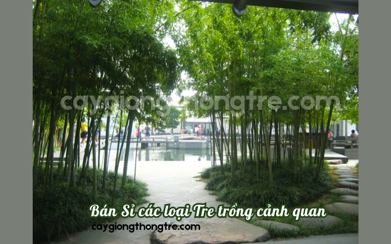 Bán tre trồng cảnh quan, công trình