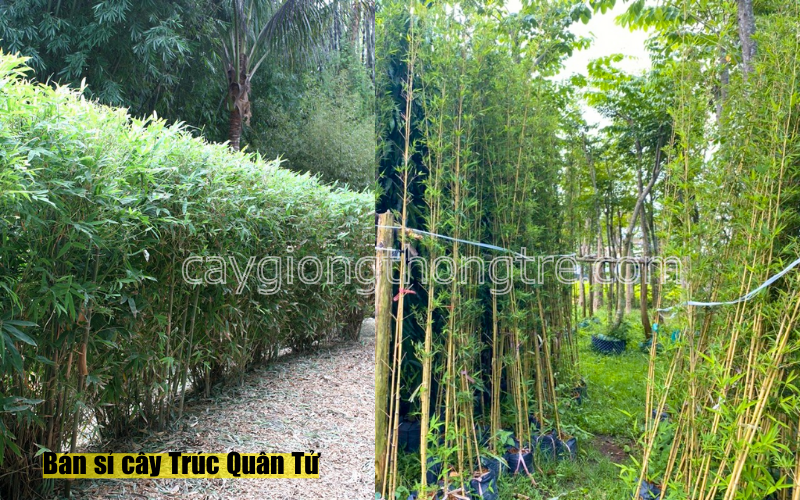 Cây Trúc Quân Tử trồng sân vườn, trồng hàng rào