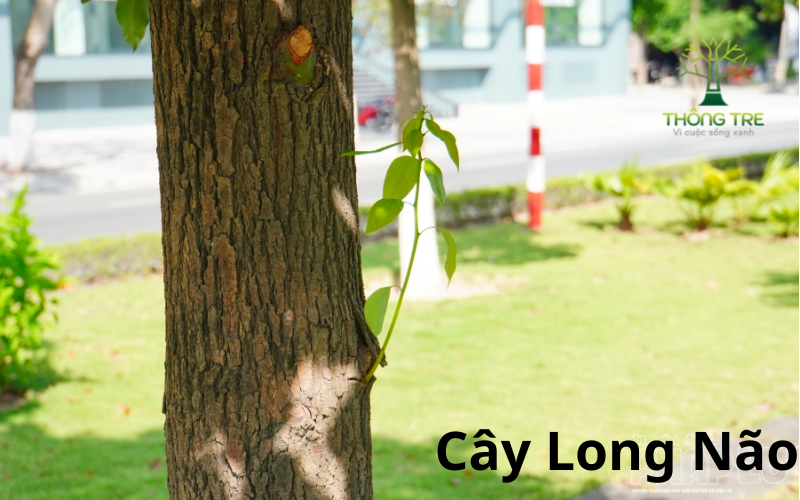 Kỹ thuật trồng cây Long Não _ Cây giống Thông Tre