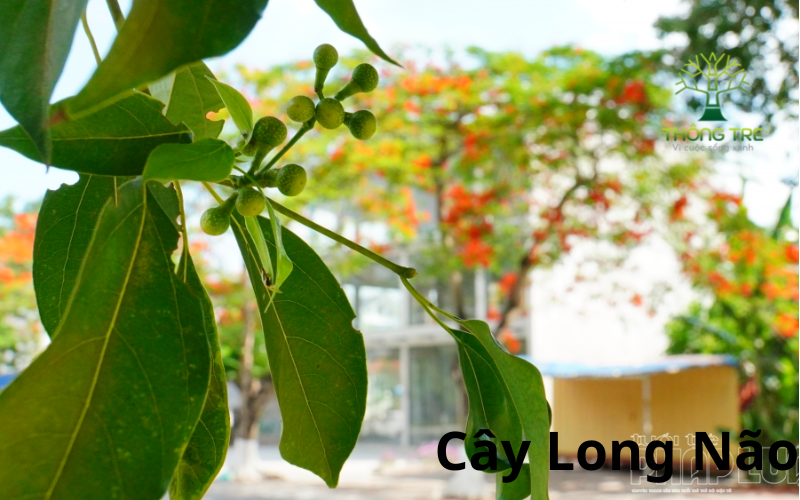 Kỹ thuật trồng cây Long Não _ Cây giống Thông Tre