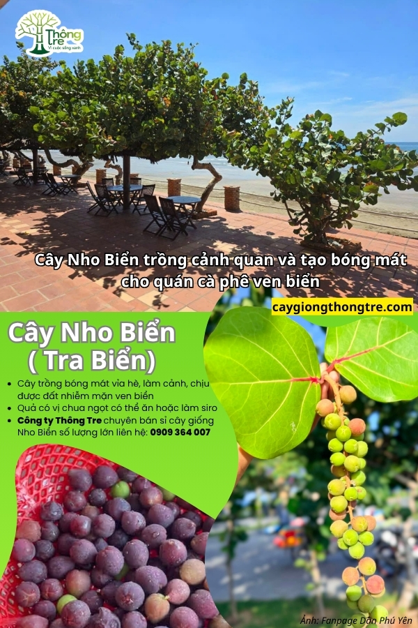 Cây Giống Thông Tre vận chuyển cây Nho Biển, Tra Biển ra Bình Thuận