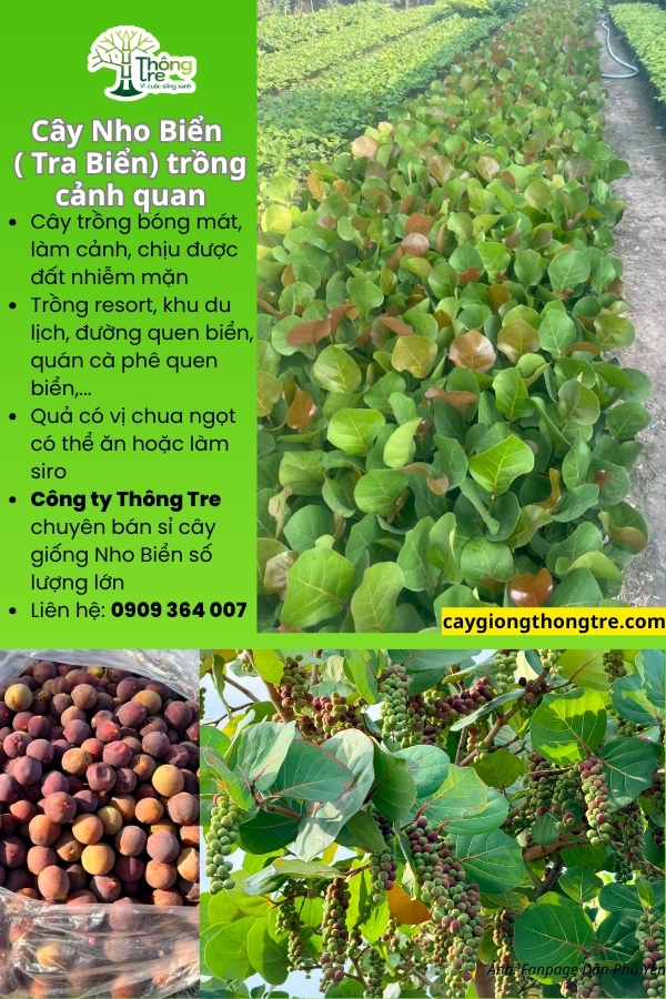 Cây Giống Thông Tre vận chuyển cây Nho Biển, Tra Biển ra Bình Thuận