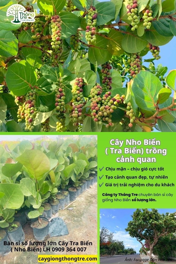 Cây Giống Thông Tre vận chuyển cây Nho Biển, Tra Biển ra Bình Thuận