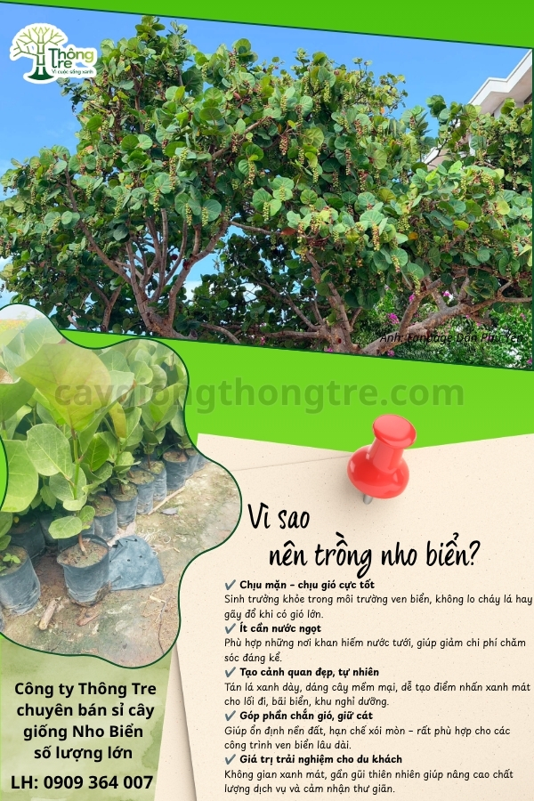 Cây Giống Thông Tre vận chuyển cây Nho Biển, Tra Biển ra Bình Thuận