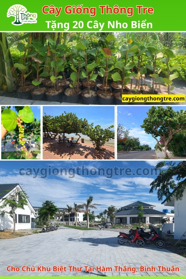 Cây nho biển lớn được Cây Giống Thông Tre bàn giao cho biệt thự tại Bình Thuận.