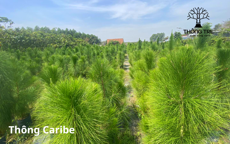 Cây Thông Caribe trồng cảnh quan, trồng rừng