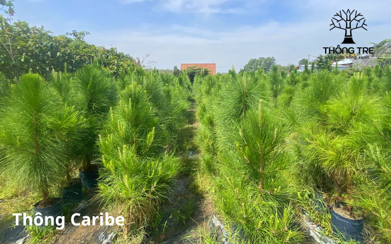 Cây Thông Caribe trồng cảnh quan, trồng rừng