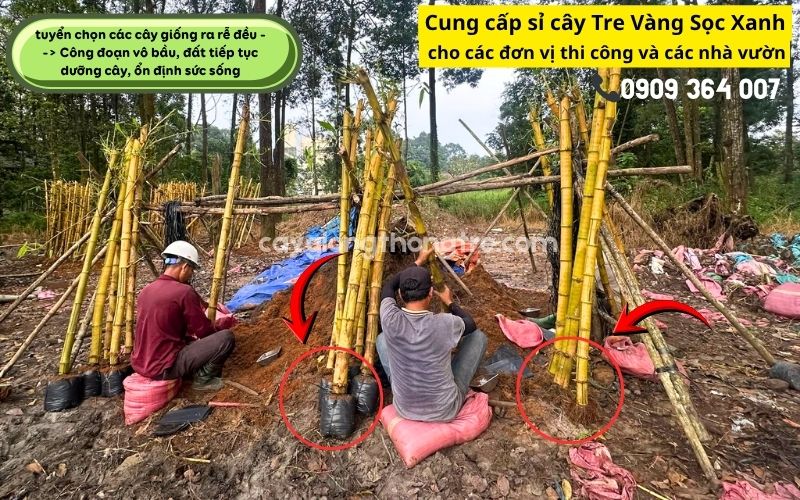 Bí Quyết Đầu Tư Tre Vàng (Tre Ngà, Tre Vàng Sọc Xanh) Sinh Lời Cho Nhà Vườn
