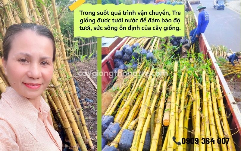 Bí Quyết Đầu Tư Tre Vàng (Tre Ngà, Tre Vàng Sọc Xanh) Sinh Lời Cho Nhà Vườn