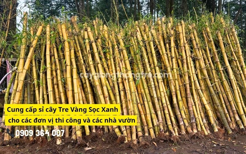 Bí Quyết Đầu Tư Tre Vàng (Tre Ngà, Tre Vàng Sọc Xanh) Sinh Lời Cho Nhà Vườn