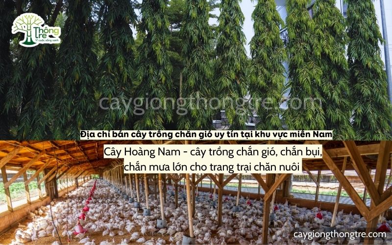 Địa chỉ bán cây chắn gió uy tín tại khu vực miền Nam