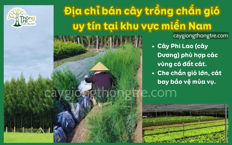 Địa chỉ bán cây chắn gió uy tín tại khu vực miền Nam