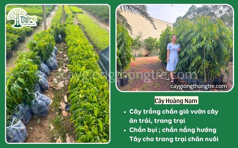 Địa chỉ bán cây chắn gió uy tín tại khu vực miền Nam