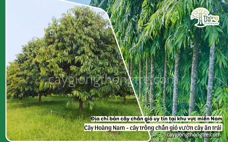 Địa chỉ bán cây chắn gió uy tín tại khu vực miền Nam
