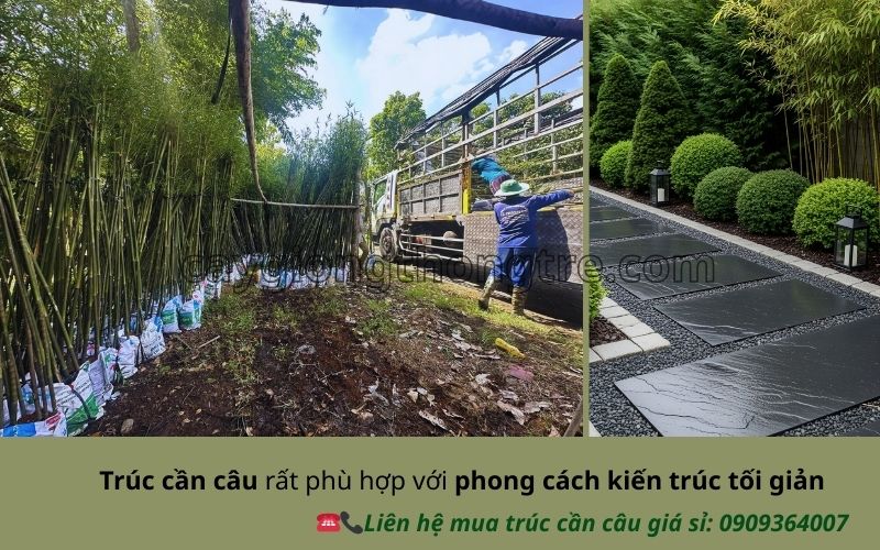 Bí Quyết Thiết Kế Sân Vườn Hiện Đại Với Trúc Cần Câu Sang Trọng