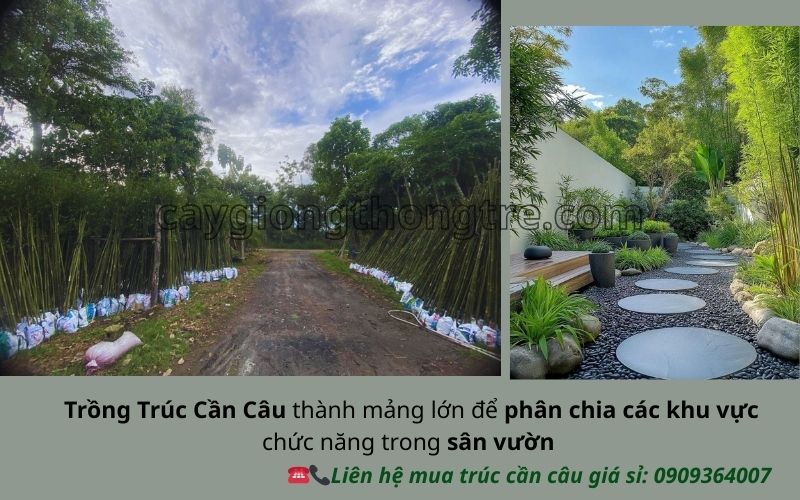 Bí Quyết Thiết Kế Sân Vườn Hiện Đại Với Trúc Cần Câu Sang Trọng