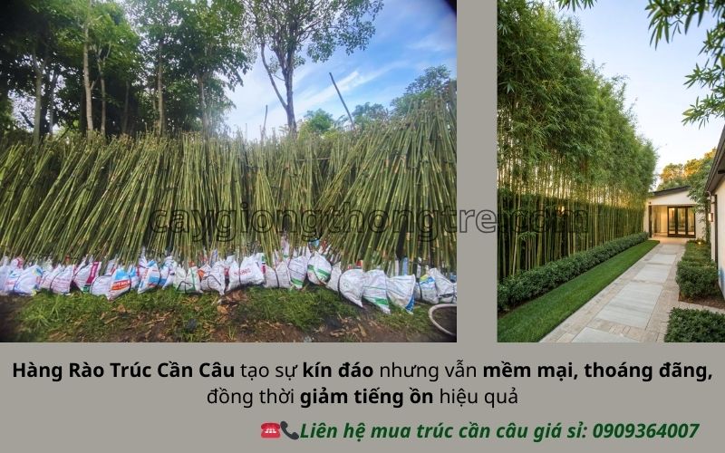 Bí Quyết Thiết Kế Sân Vườn Hiện Đại Với Trúc Cần Câu Sang Trọng