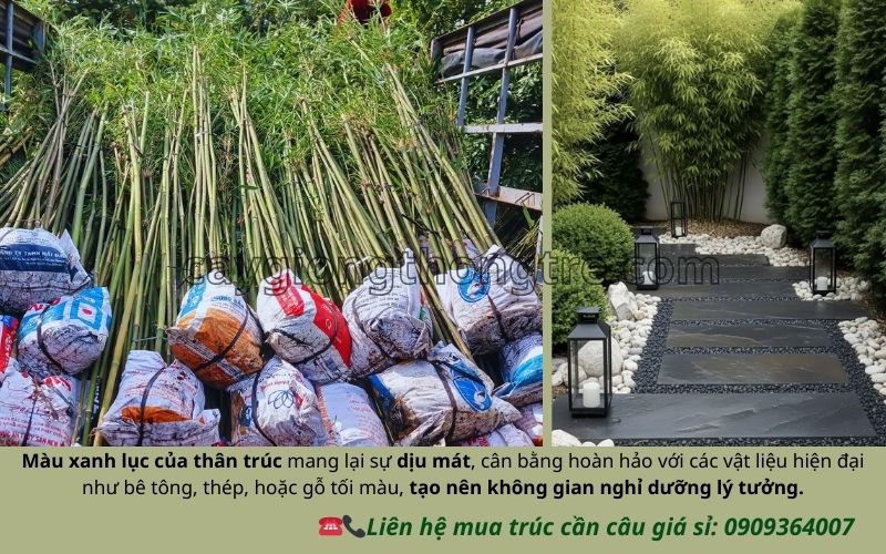 Bí Quyết Thiết Kế Sân Vườn Hiện Đại Với Trúc Cần Câu Sang Trọng