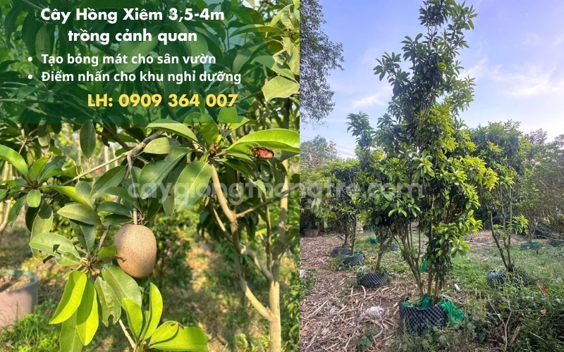 Cây hồng xiêm công trình 4m đang cho trái tại Cây Giống Thông Tre