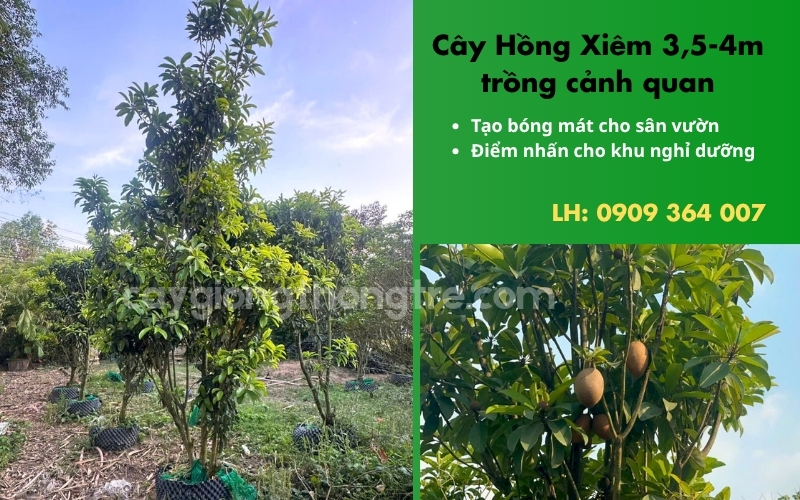 Cây hồng xiêm công trình 4m đang cho trái tại Cây Giống Thông Tre