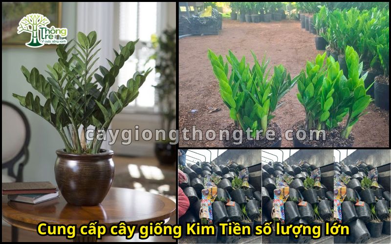 Bán Cây Kim Tiền số lượng lớn – Cây Phong Thủy Mang Lại May Mắn, Tài Lộc