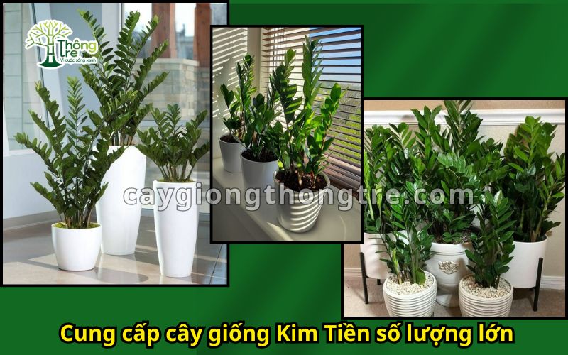 Bán Cây Kim Tiền số lượng lớn – Cây Phong Thủy Mang Lại May Mắn, Tài Lộc