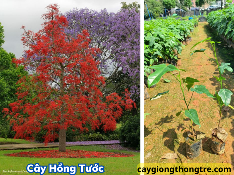 Bán cây giống Hồng Tước ( cây Chuông Đỏ úc, cây hoa lửa Illawarra) trồng cảnh quan