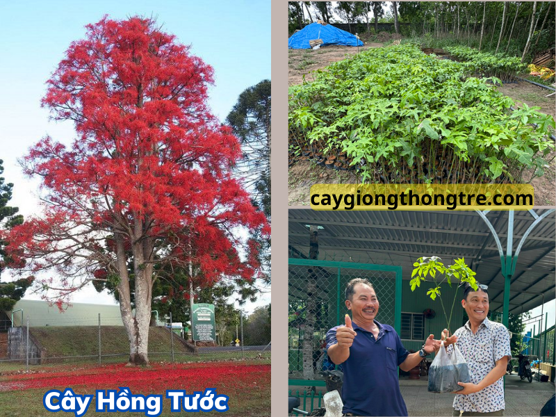 Bán cây giống Hồng Tước ( cây Chuông Đỏ úc, cây hoa lửa Illawarra) trồng cảnh quan