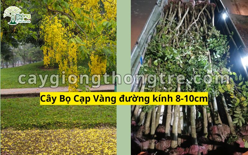 Bán cây bọ Cạp Vàng đường kính 8-10cm