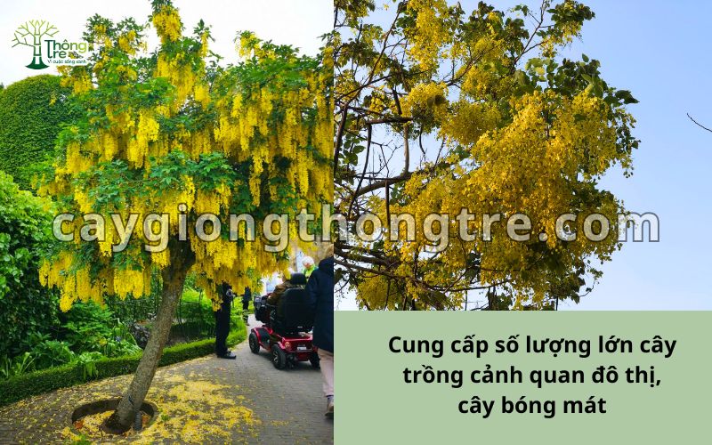 Bán cây bọ Cạp Vàng đường kính 8-10cm