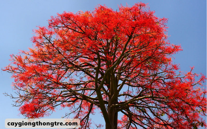 Bán cây giống Cây Hồng Tước (Cây lửa Illawarra, cây Chuông đỏ Úc) tại Đồng Nai
