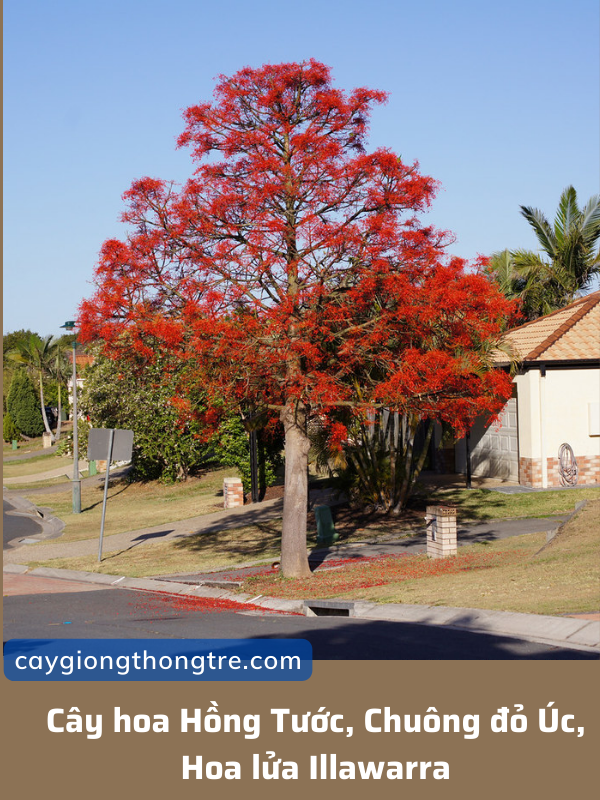 Cây Hồng Tước (Cây hoa lửa Illawarra, cây Chuông đỏ Úc, cây ngọn lửa,..)
