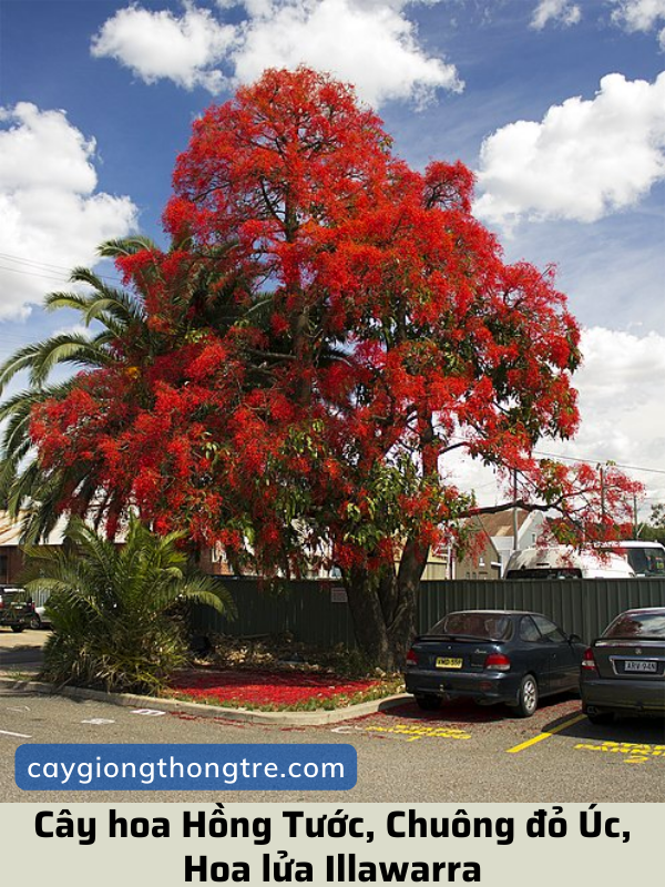 Cây Hồng Tước (Cây hoa lửa Illawarra, cây Chuông đỏ Úc, cây ngọn lửa,..)