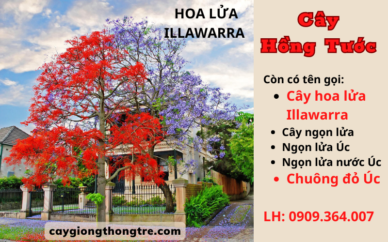 Bán cây giống Cây Hồng Tước (Cây lửa Illawarra, cây Chuông đỏ Úc) tại Đồng Nai
