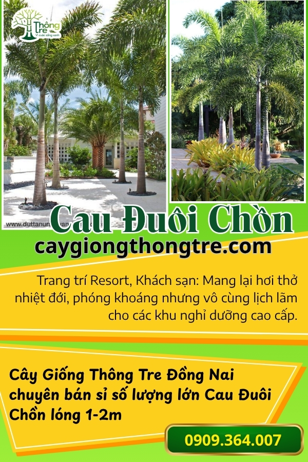 Cây Cau Đuôi Chồn Lóng 1m-2m: Điểm Nhấn Ấn Tượng Cho Cảnh Quan Sân Vườn 