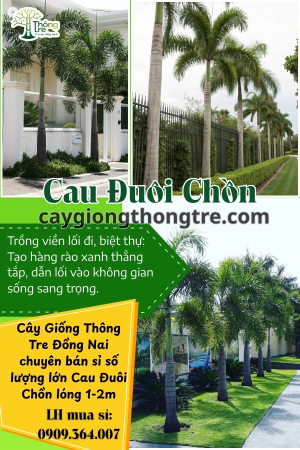 Cây Cau Đuôi Chồn Lóng 1m-2m: Điểm Nhấn Ấn Tượng Cho Cảnh Quan Sân Vườn 