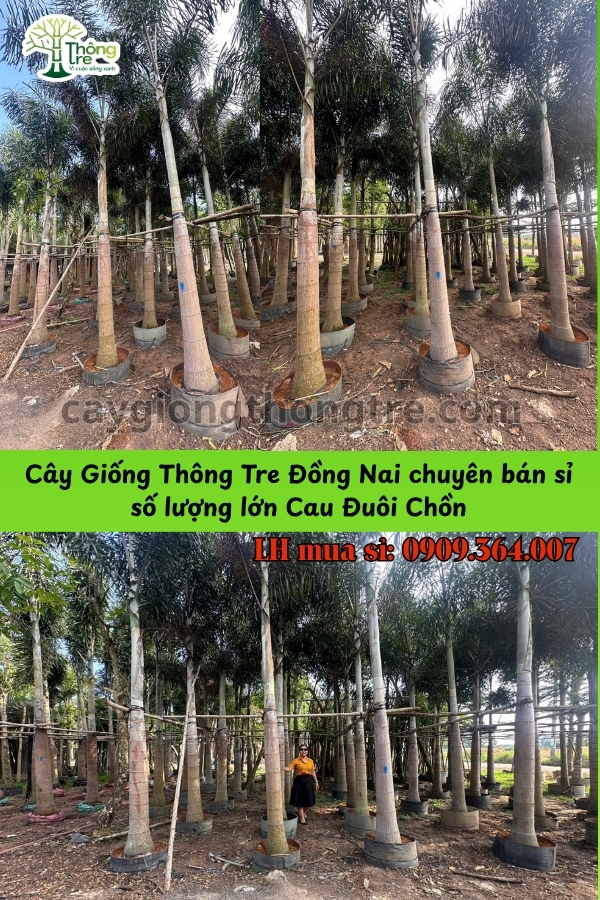 Cây Cau Đuôi Chồn Lóng 1m-2m: Điểm Nhấn Ấn Tượng Cho Cảnh Quan Sân Vườn 