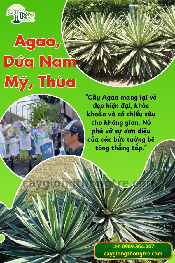 Cung Cấp Cây Agao (Thùa, Dứa Agao) Giống Đẹp, Sỉ Lẻ Giá Tốt | Cây Giống Thông Tre